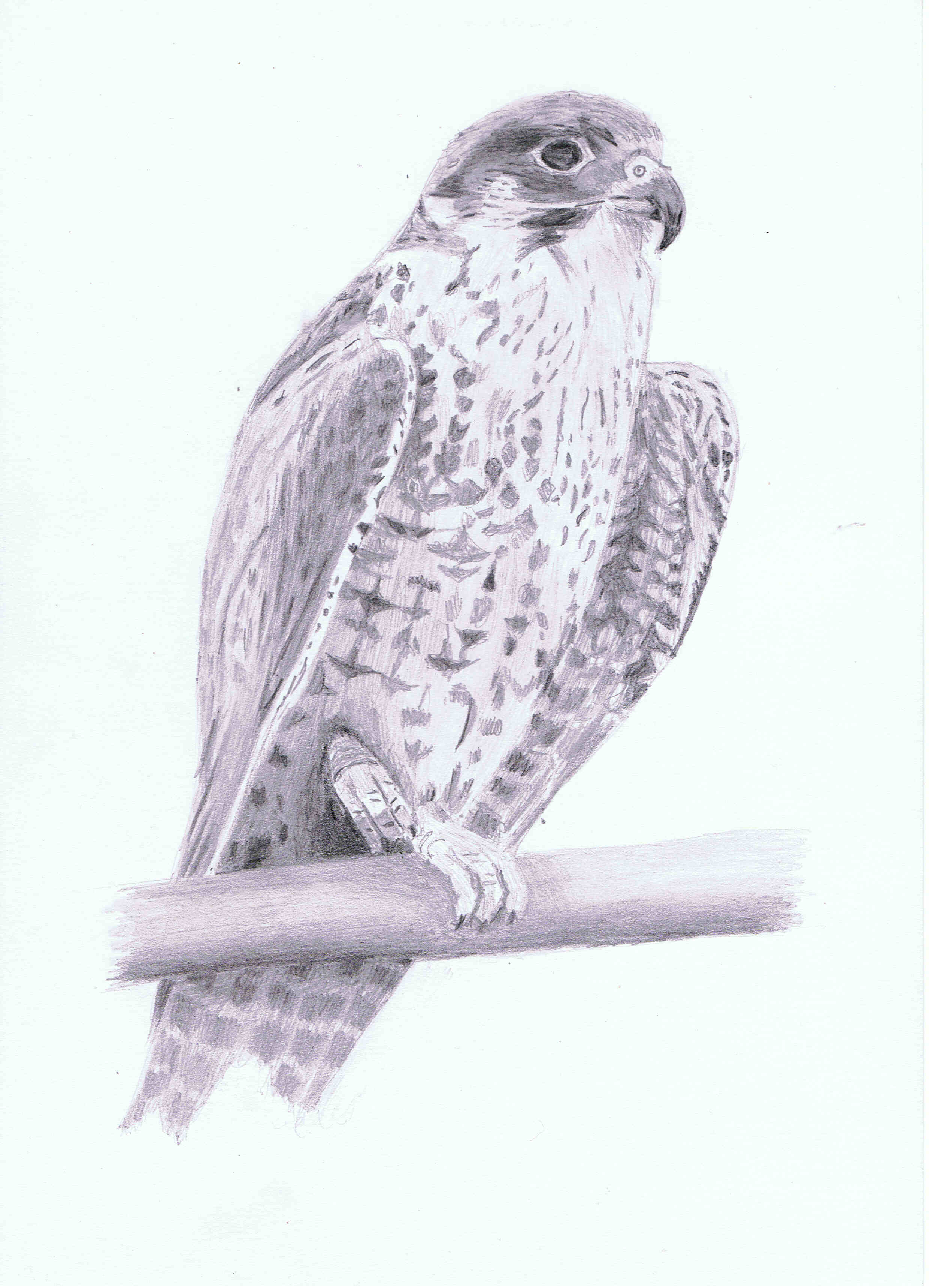 Falcon