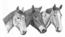 3 horses 220 x 130