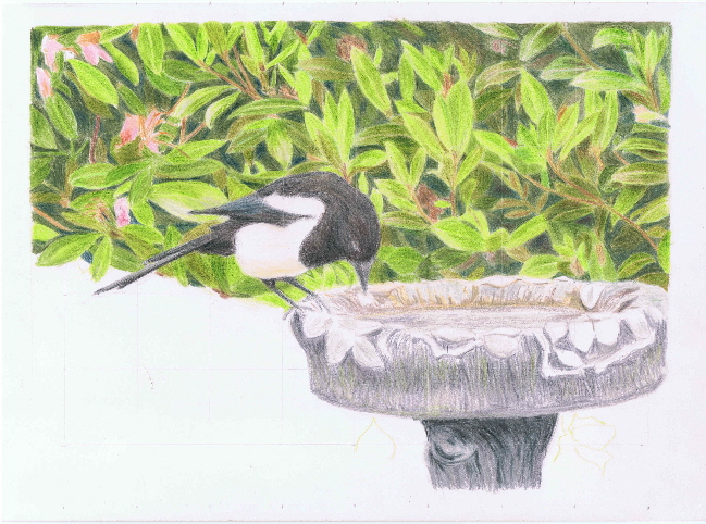Magpie on bath WIP2