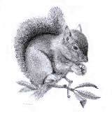 Squirrel drawing