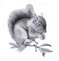 Squirrel drawing 200 x 200